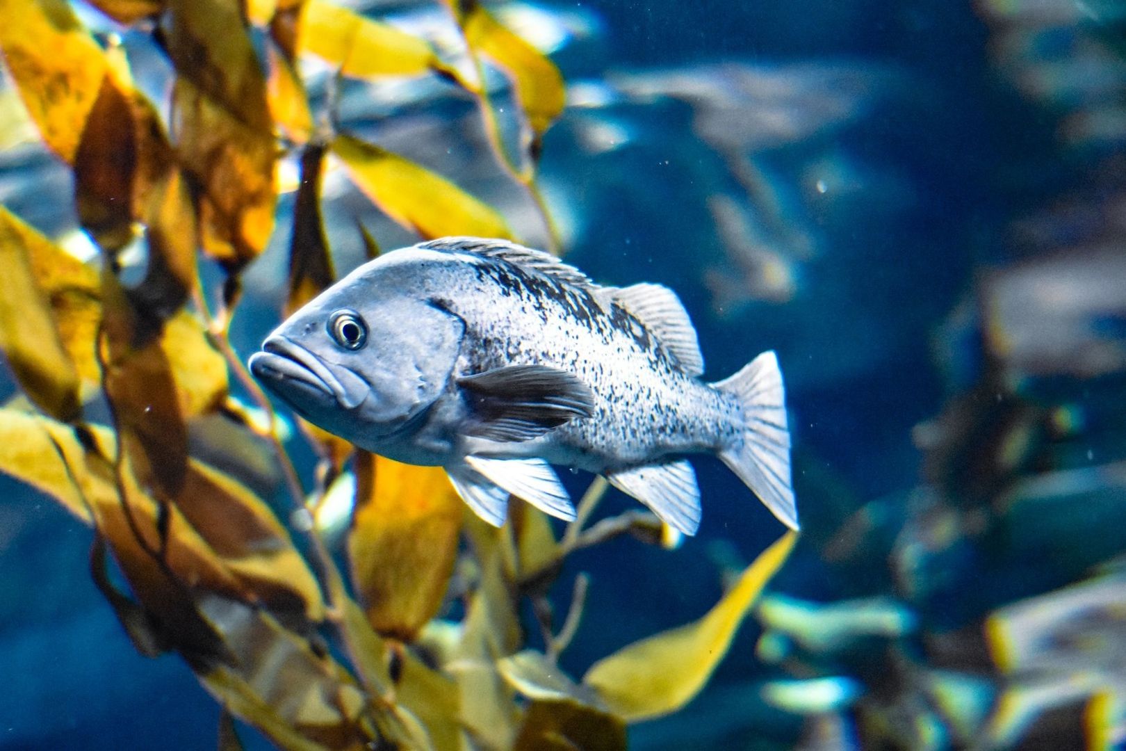 Silberner Speisefisch schwimmt zwischen braun-gelben Unterwasserpflanzen